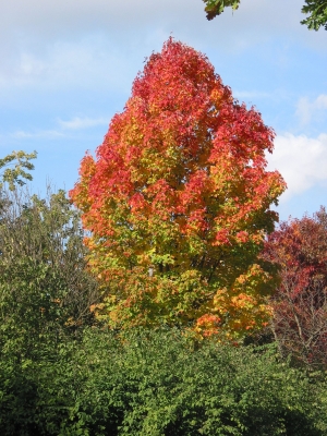 Herbstleuchten