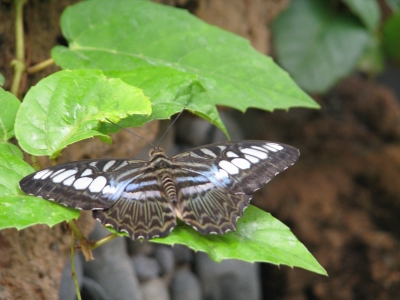 tropischer Schmetterling in Palmitos Park