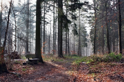 Trüber Tag im Wald 1