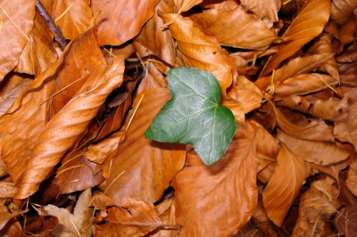 Herbstblätter