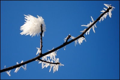 Winterzweige