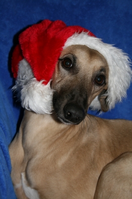 Whippet Helvetio als Nikolaus