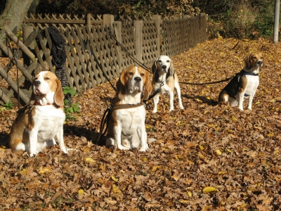 Beagle-Treffen 1