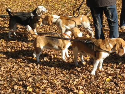 Beagle-Treffen 2