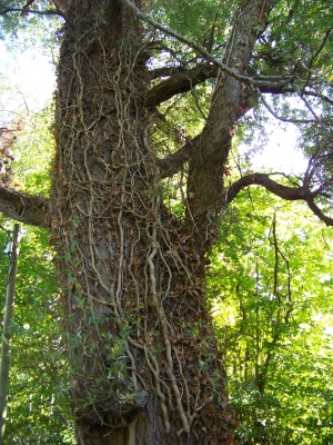 Baum