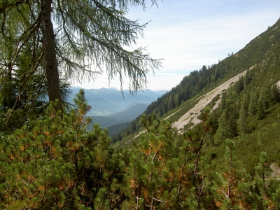 Bergwald am Dachstein