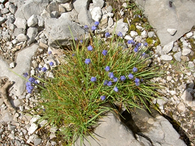 Glockenblumen