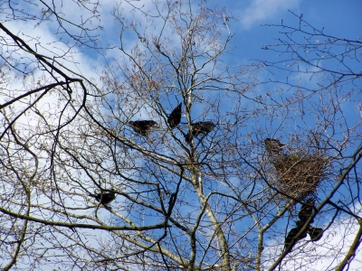 Vögel im Baum
