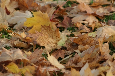 Herbstlaub