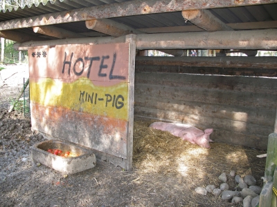 Mini - Pig Hotel