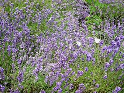 Lavendel