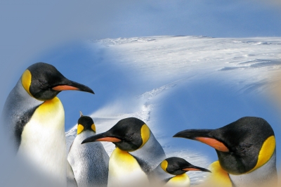 Pinguin-Collage