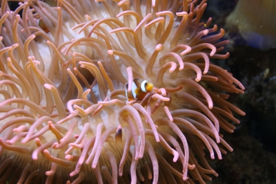 Kupferanemone mit Nemo