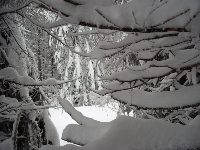 Winterlicher Durchblick