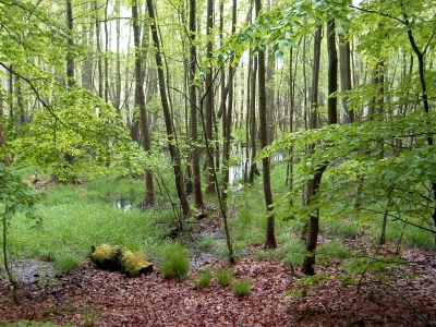 Feuchtwald 3