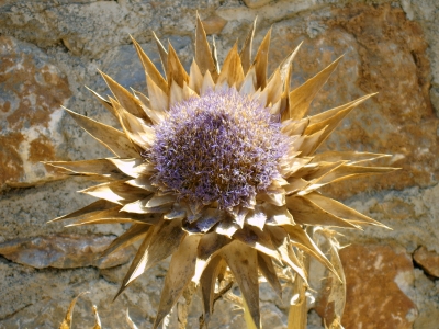 mediterane Blüte