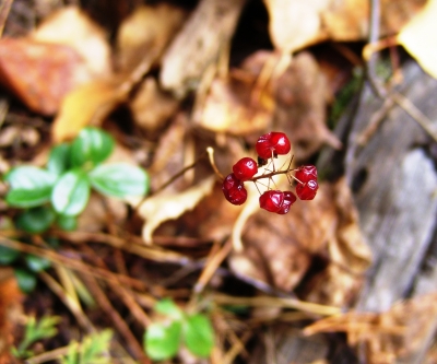 Beeren