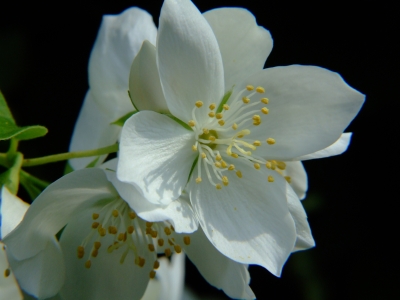 kleine Blüte