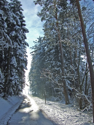 Winterwald-Spaziergang