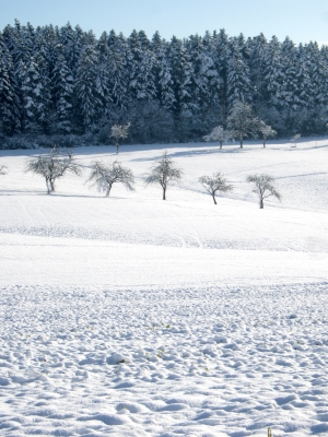 Winter-Wald-und-Feld