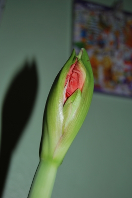 Amaryllis