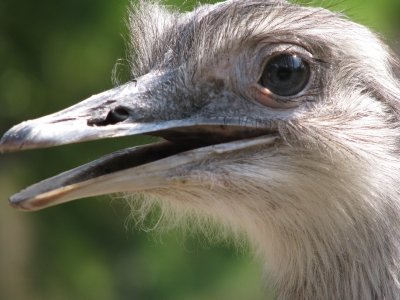 Nandu Portrait