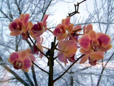 Orchideen im Winter