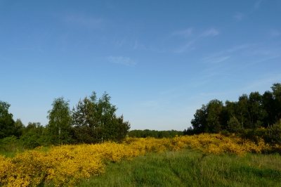 Blühende Heide