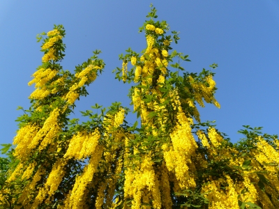 Goldregenbaum