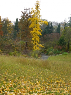 Botanischer Garten Berlin 3