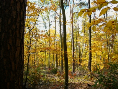 Grunewald im Herbst 1