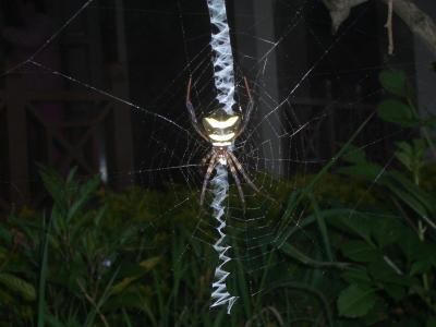 Spinne mit speziellem Netz