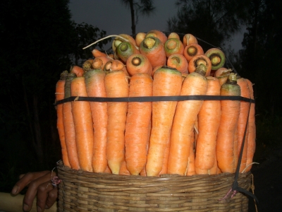 Karotten-Transport