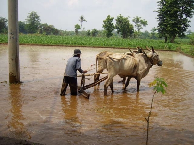 Wasserbüffelgespann zum Reisanbau.