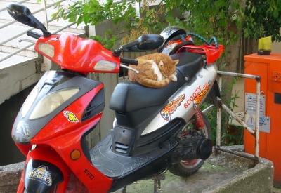 schlafende Katze auf dem Roller