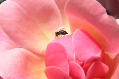 Blume mit Käfer