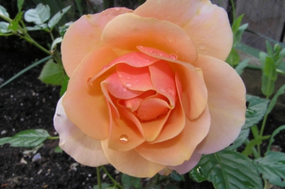 Rose Morgentau