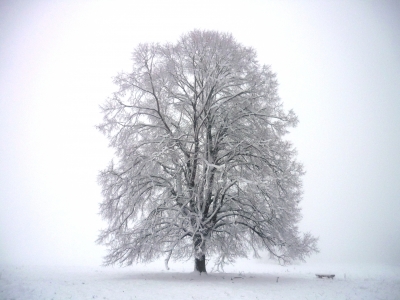 Alter Baum im Winterkleid auf der Schwäbischen Alb