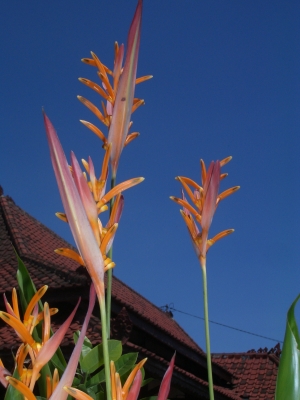 Blumen aus Bali