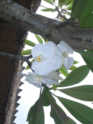 Orchidee am Baum