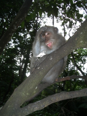 Affe im Baum