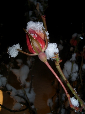 Rose im Winter