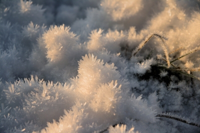 Gewachsen im Frost oder Eiskristalle