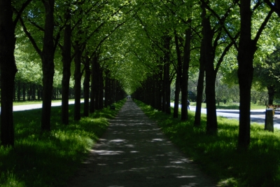 Alle Allee
