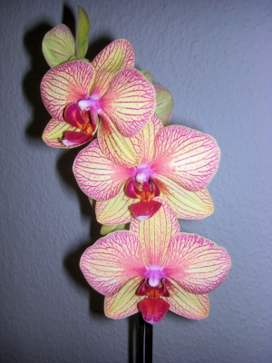 Phalaenopsis / 2