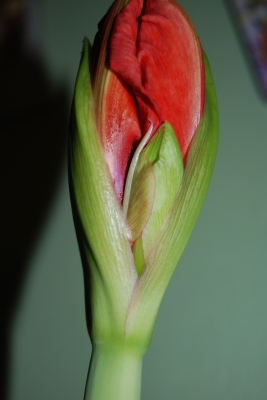 Amaryllis