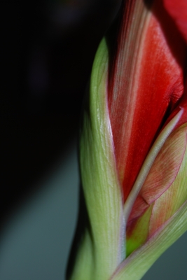 Amaryllis-Knospe im Detail