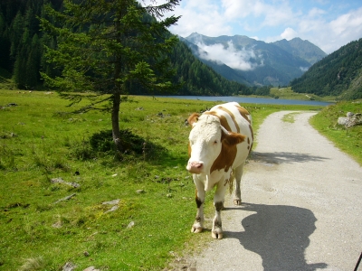 Kuh am Wege