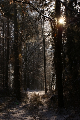 Winterwald