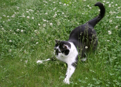 Katze spielt im Gras
